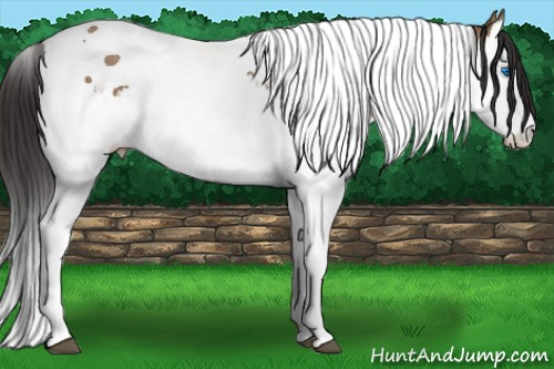 Horse Color: Bay Dun Splash Tobiano 