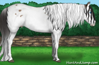 Horse Color:Bay Dun Splash Tobiano 
