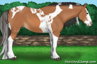 Horse Color:Bay Splash Tobiano 