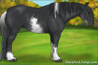 Horse Color:White Spotted Black Tobiano 