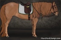 Horse Color:Chestnut Sabino 