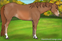 Horse Color:Chestnut Sabino 