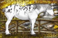 Horse Color:White Spotted Black Splash Appaloosa 