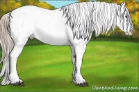 Horse Color:Chocolate Palomino Dun Appaloosa 