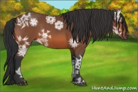 Horse Color:Bay Ice Rabicano 