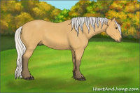 Horse Color:Silver Buckskin Sabino 