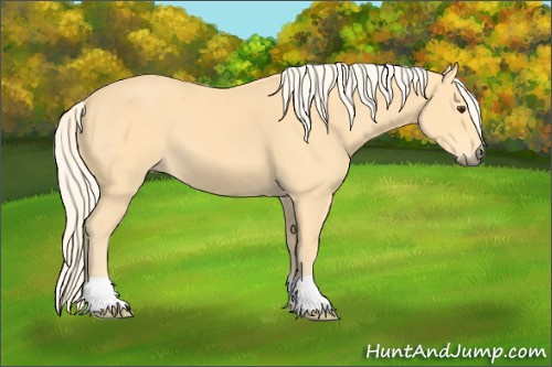 Horse Color: Palomino 