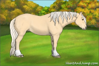 Horse Color:Palomino 