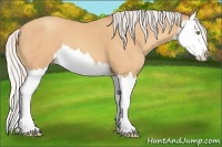 Horse Color:Silver Amber Champagne Splash