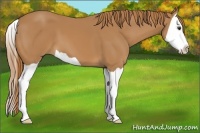 Horse Color:Chestnut Splash 