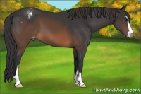 Horse Color:Brown Sabino Blanket 
