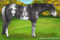 Horse Color:White Spotted Buckskin
