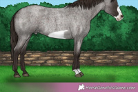Horse Color:Liver Red Roan Frame Rabicano