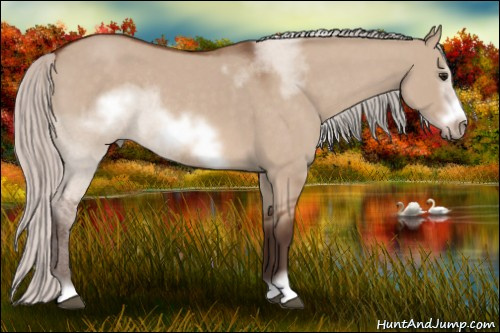 Horse Color: Silver Bay Roan Dun Sabino Frame Rabicano 