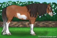 Horse Color:Bay Splash Frame 