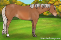 Horse Color:Silver Bay 