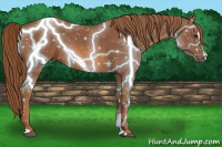 Horse Color:Liver Chestnut Sabino 