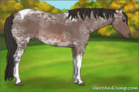 Horse Color:Unknown 