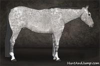 Horse Color:Blue Ice Roan