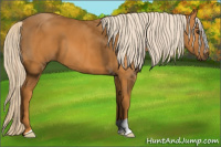 Horse Color:Chocolate Palomino 