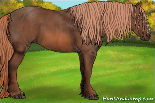Horse Color: Liver Chestnut 