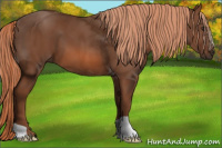 Horse Color:Liver Chestnut