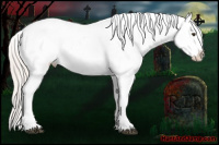 Horse Color:Silver Bay Dun Appaloosa Rabicano 