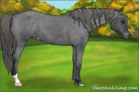 Horse Color:Blue Roan Varnish