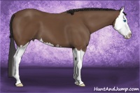 Horse Color:Bay Sabino Splash