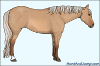 Horse Color:Silver Bay Dun