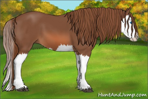 Horse Color: Liver Chestnut Splash 