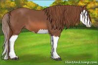 Horse Color:Liver Chestnut Splash 