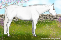 Horse Color:Palomino Roan Splash Appaloosa