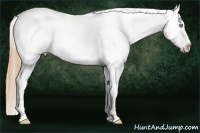 Horse Color:Buckskin Roan Pearl Dun Appaloosa Rabicano 
