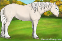 Horse Color:White Spotted Cremello 