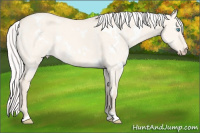 Horse Color:White Spotted Silver Perlino Dun 