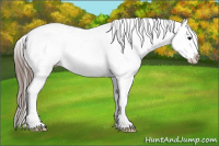 Horse Color:White Spotted Black Appaloosa