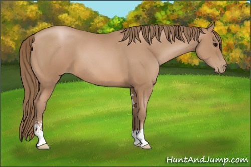 Horse Color: Black Pearl Sabino 