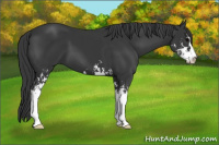 Horse Color:Black Sabino 