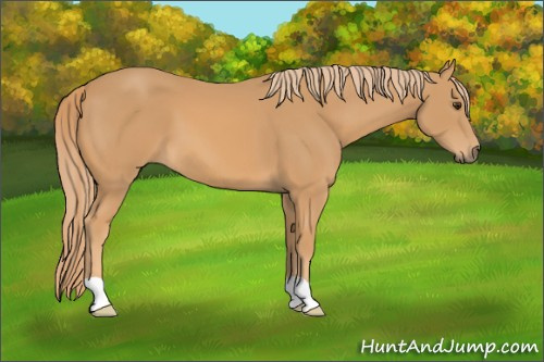 Horse Color: Chestnut 