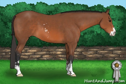 Horse Color: Bay Sabino 