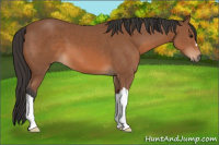 Horse Color:Bay 