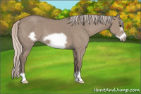 Horse Color:Silver Grullo Frame 