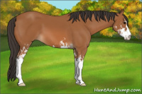 Horse Color:Bay Sabino 