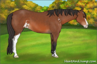 Horse Color:Bay Sabino 