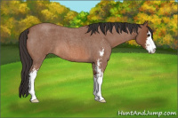 Horse Color:Bay Roan Sabino 