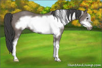 Horse Color:Black Sabino Frame 