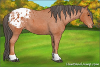 Horse Color:Bay Tobiano Appaloosa 