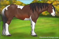 Horse Color:Bay Splash Tobiano