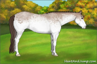 Horse Color:White Spotted Sable Champagne 